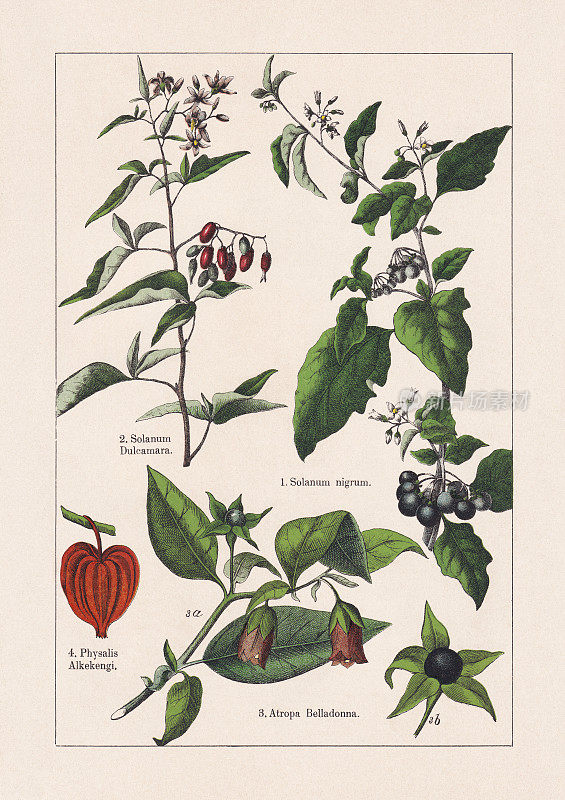 Magnoliids, Asterids, chromolithography，出版于1895年